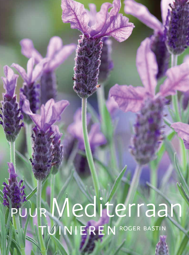 lavendel