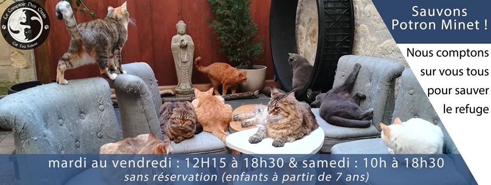 Kattencafé en Jane de Boy in&nbsp;Bordeaux