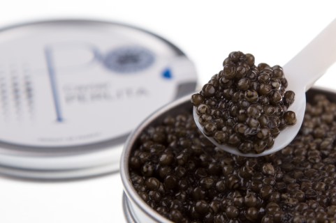 Caviar Perlita