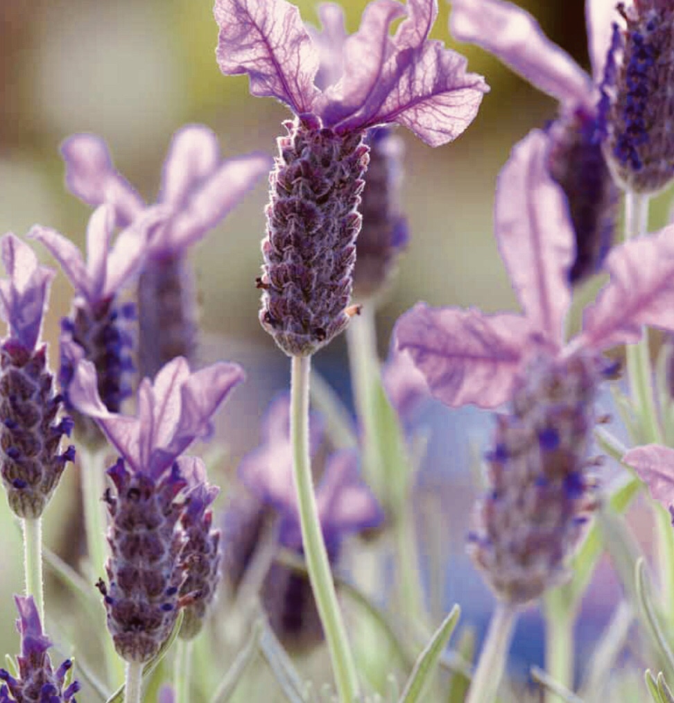 Gratis download Puur mediterraan&nbsp;tuinieren