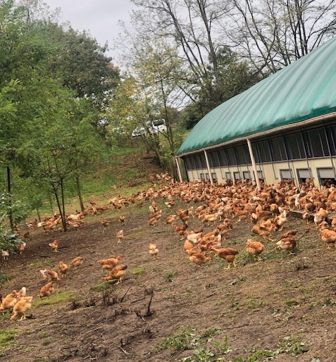 De Franse Label Rouge&nbsp;kip